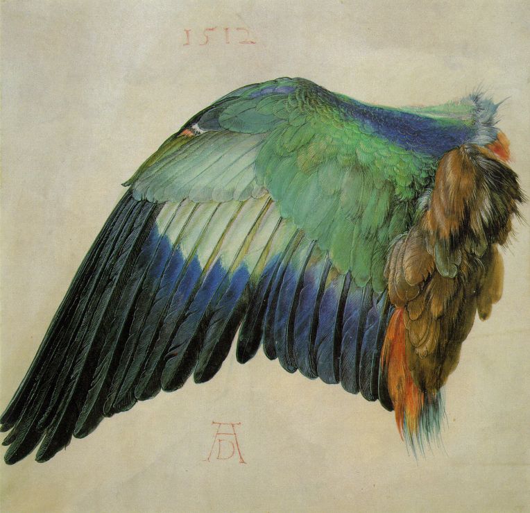 Albrecht Durer - Wing Of A Roller